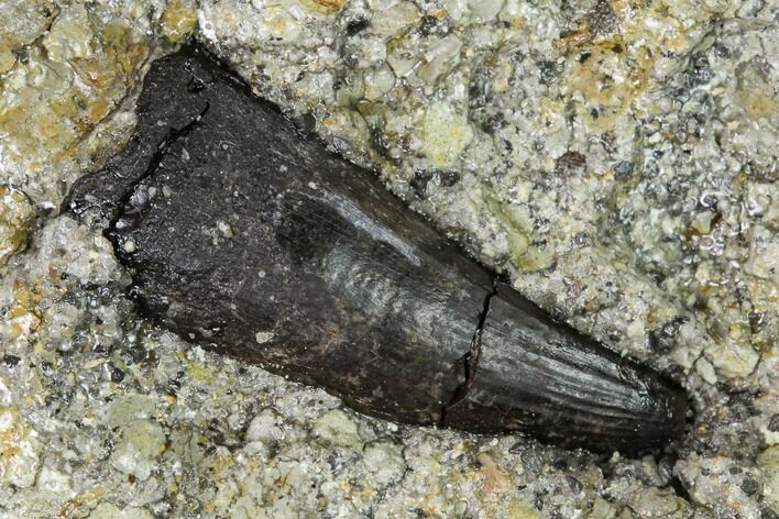 Jurassic Crocodile Tooth In Sandstone - Wyoming #168340